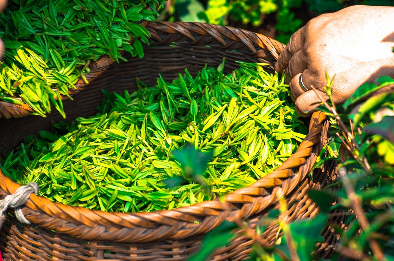 W jaki sposób przyrządzić smaczny napar z zielonej herbaty?